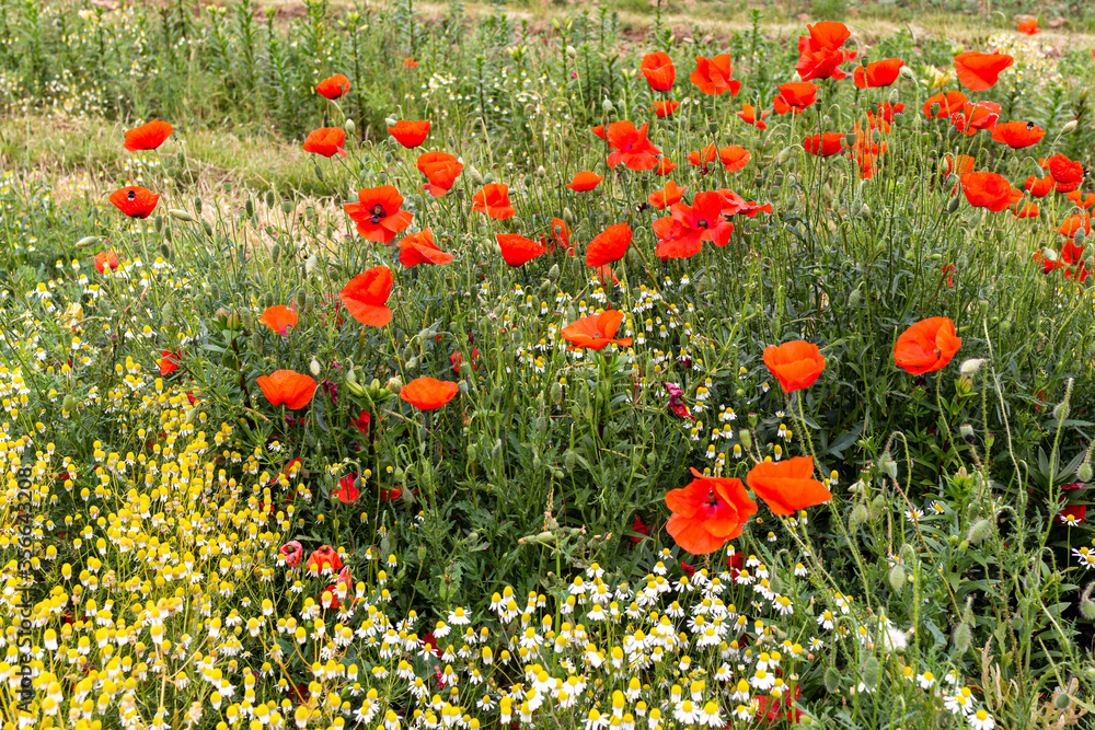 Naklejka premium C'est la saison des coquelicots ...
