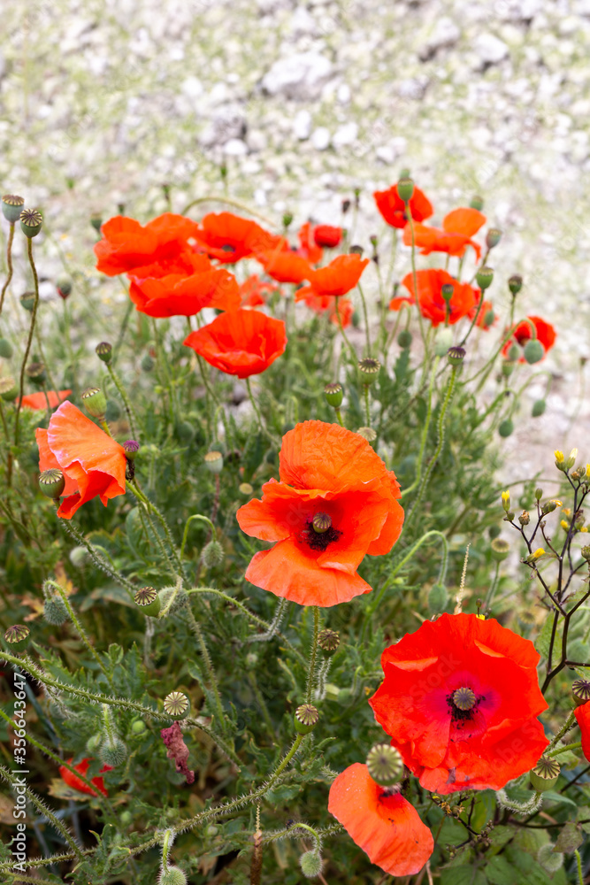 C'est la saison des coquelicots ... C'est la saison des coquelicots ...
