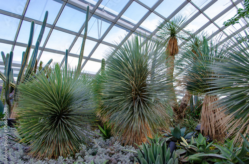Yucca rostrata sapphire blue in the Dome of Flowers