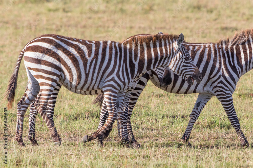 Zebras wandering on the African savannah Zebras wandering on the African savannah