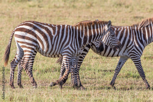 Zebras wandering on the African savannah