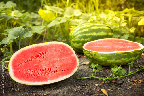 Watermelons and halves watermelons