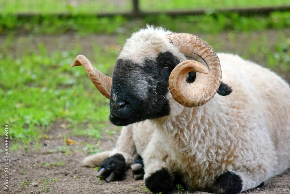 Fototapeta premium Ouessant Sheep Ovis Aries Lying Down