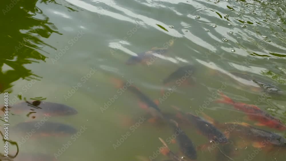 Red fish swim in the pond. Fish rise to the surface of the water, close-up. Red fish swim in the pond. Fish rise to the surface of the water, close-up.
