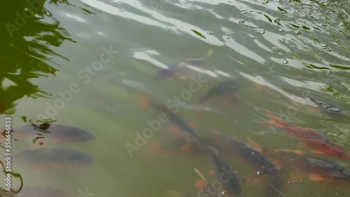 Red fish swim in the pond. Fish rise to the surface of the water, close-up.