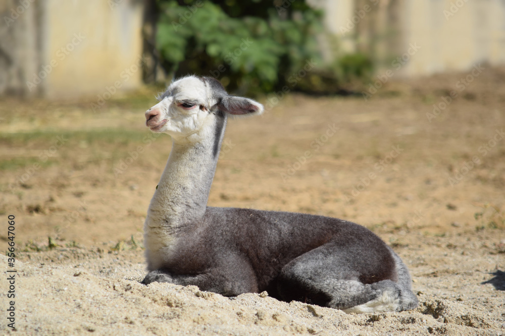 Obraz premium Baby Lama Alpaca Lying Down