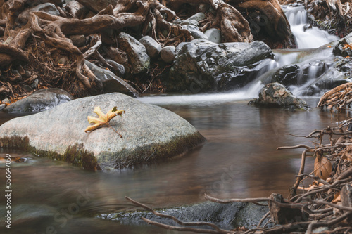 stream in the woods