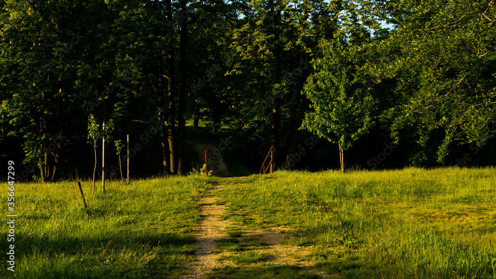 Fototapeta premium Landscapes and views in the Botanical Garden in Radzionków. Ready for entry.