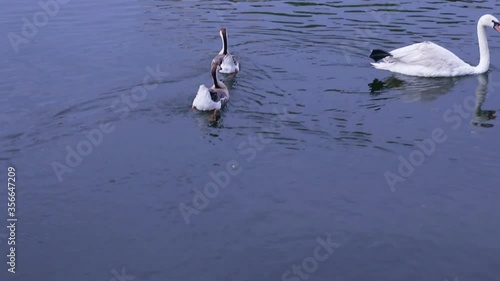 Two wild geese and a white swan are swimming in the water of a pond, close-up.
