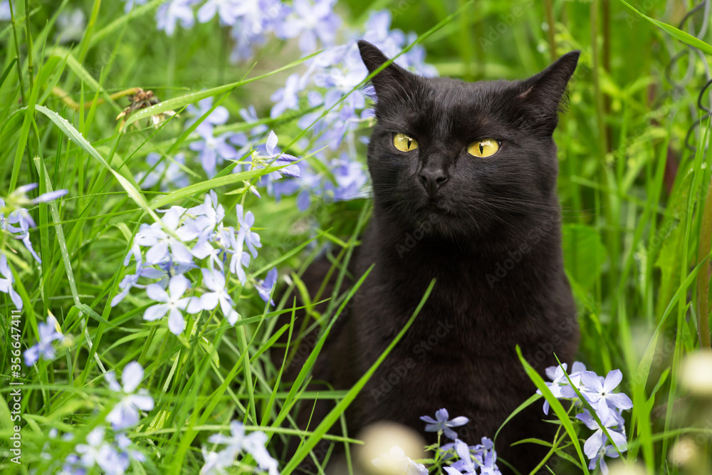 Beautiful funny bombay black cat with yellow eyes in garden sniffs blue flowers and grass in nature	