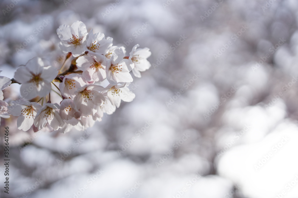 桜 桜
