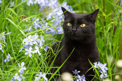 Beautiful funny bombay black cat with yellow eyes in garden sniffs blue flowers and grass in nature	