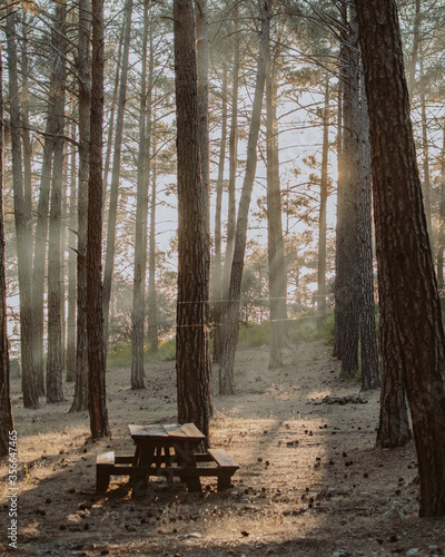 Forest camping site