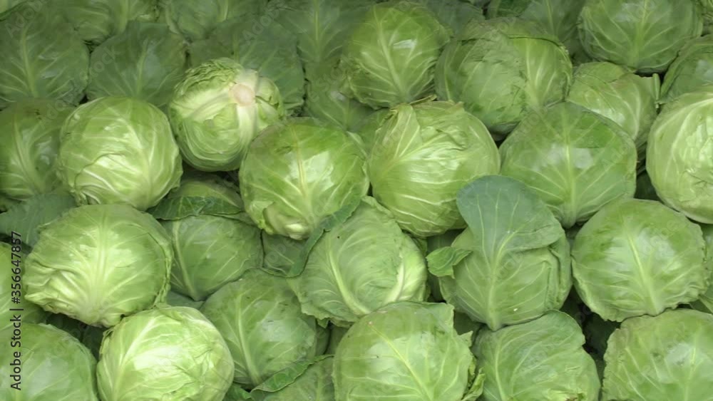harvest of fresh green cabbage. harvest of fresh green cabbage.