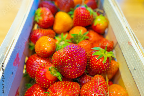 Fototapeta Naklejka Na Ścianę i Meble -  Strawberry. Fresh organic berries macro. Fruit background