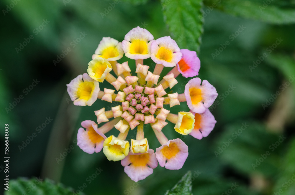 Closeup of a colorful Lantana Camara flower Closeup of a colorful Lantana Camara flower