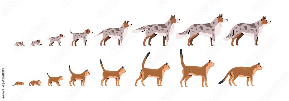 Set of pets growth stages vector flat illustration. Domestic animal grow from puppy to dog and kitty to cat isolated on white background. Growing process of pet life cycle