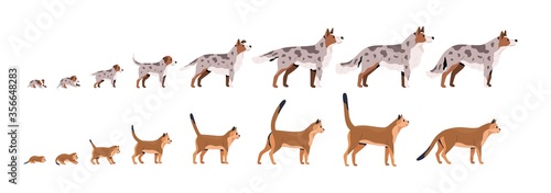 Wallpaper Mural Set of pets growth stages vector flat illustration. Domestic animal grow from puppy to dog and kitty to cat isolated on white background. Growing process of pet life cycle Torontodigital.ca