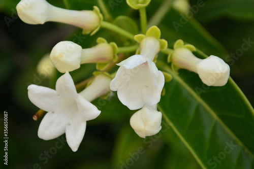 Amazing jasmine white flowers
