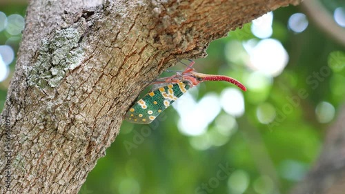 Close up shot of Pyrops candelaria lantern bug or Lantern fly on nature background.