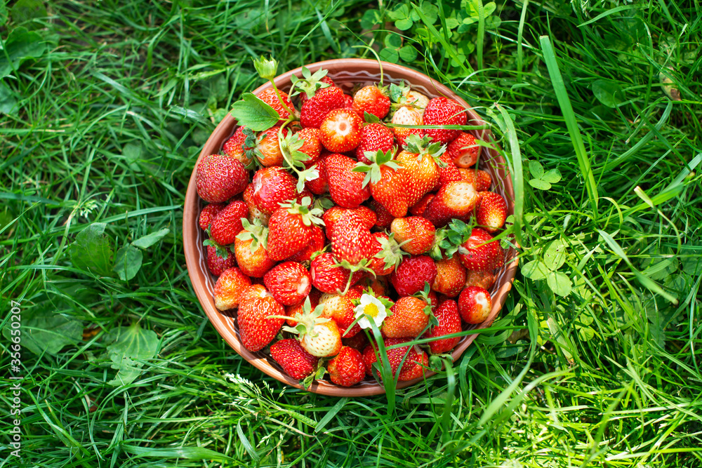 Natural organic strawberry from an own garden in ceramic bowl. Summer day at rural farm. Agriculture concept Natural organic strawberry from an own garden in ceramic bowl. Summer day at rural farm. Agriculture concept