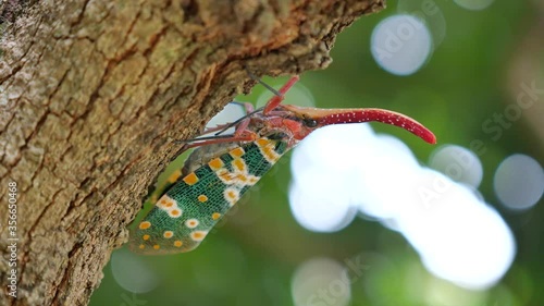 Close up shot of Pyrops candelaria lantern bug or Lantern fly on nature background.