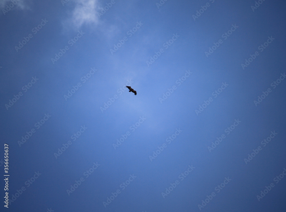 Paisaje de cielo despejado con silueta de pajaro Paisaje de cielo despejado con silueta de pajaro