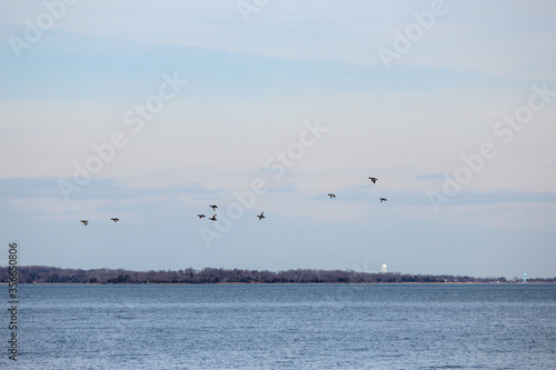 Scaup Duck