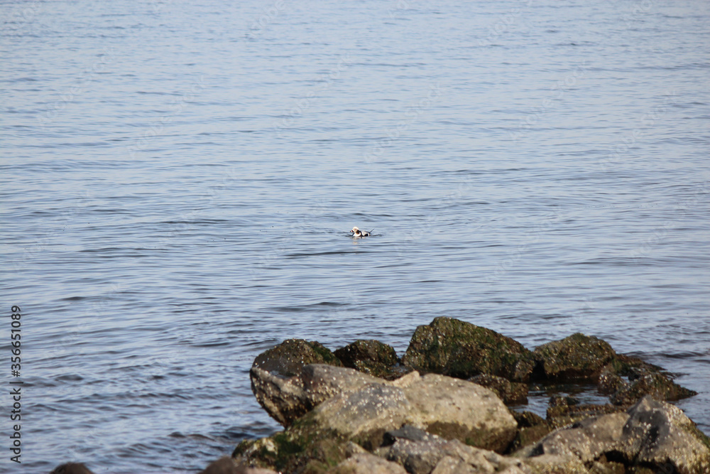 Obraz premium Longtail Duck