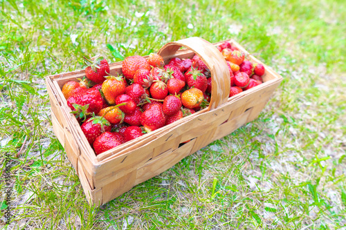 Fresh ripe strawberries in a wooden basket on a dark background. Organic juicy berries. Top view.