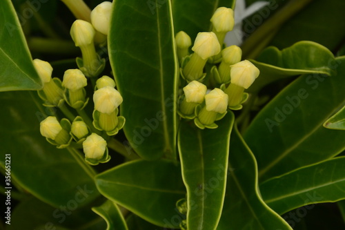 Amazing jasmine white flowers
