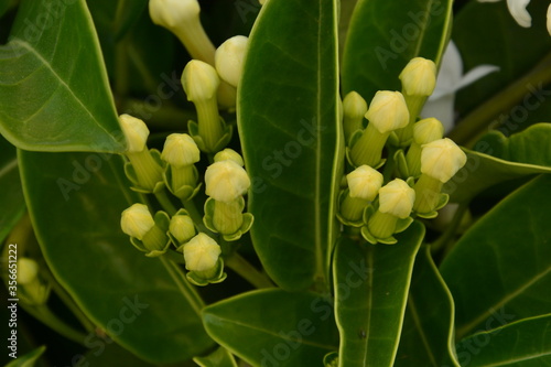 Amazing jasmine white flowers
