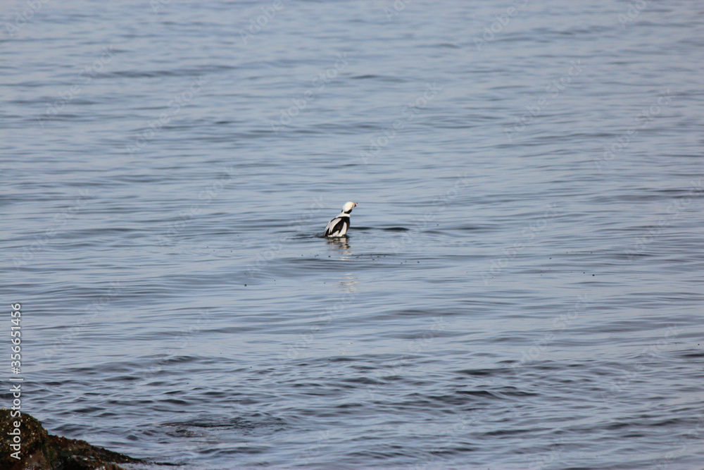 Longtail Duck