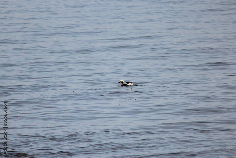 Longtail Duck