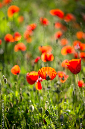 Coquelicots rouge dans la prairie au soleil.