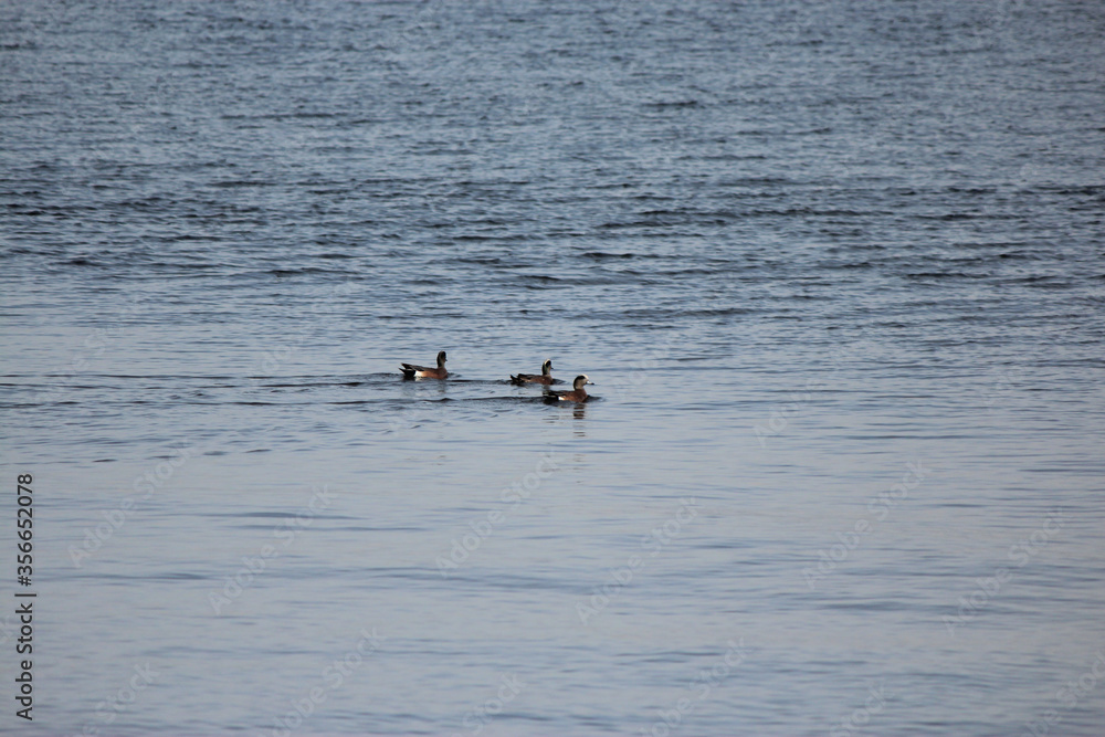 Scaup Duck Scaup Duck