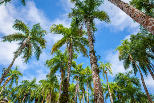 Palm trees in the Palmentuin or Palm garden in the capital of Suriname,Paramaribo