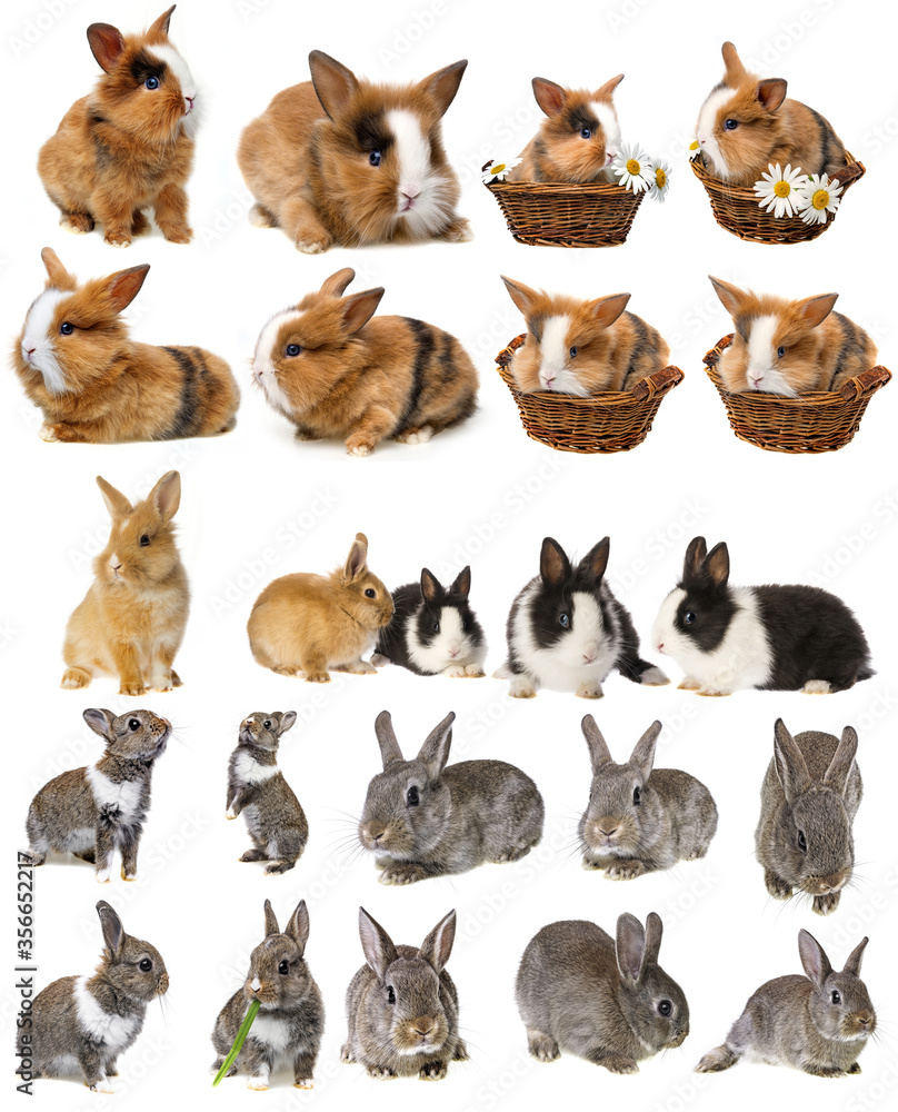rabbits - set , collection rabbits - set , collection