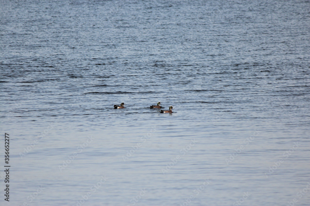 Scaup Duck Scaup Duck