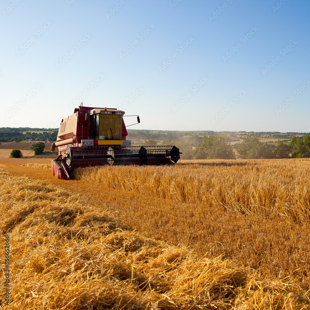 Fototapeta premium Moissonneuse au travail dans les champs de blé.