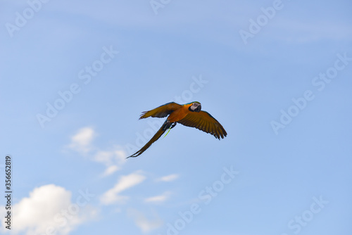 Blue gold macaw in the sky