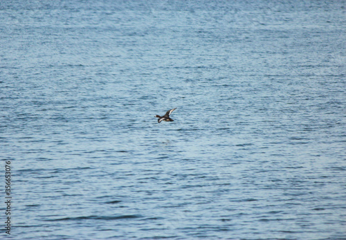 Scaup Duck