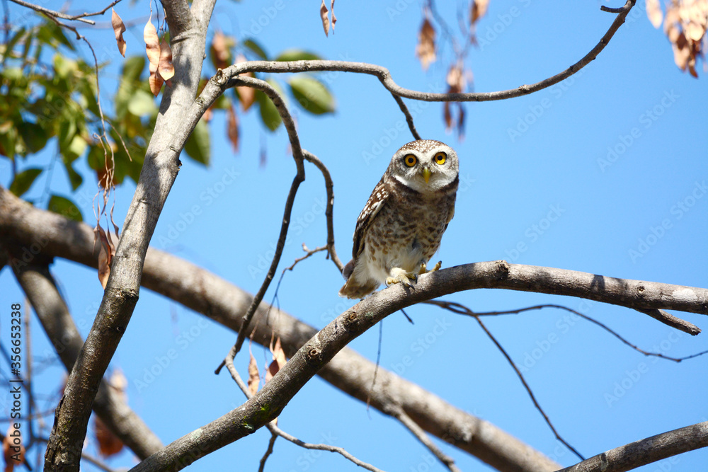owl on a branch
owl on a branch
