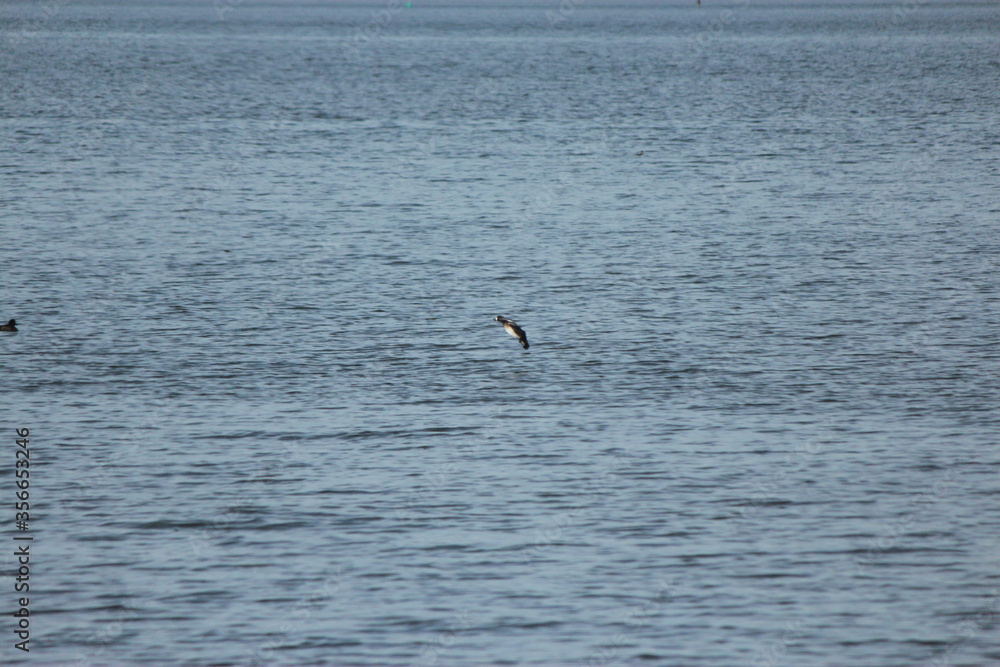 Scaup Duck Scaup Duck