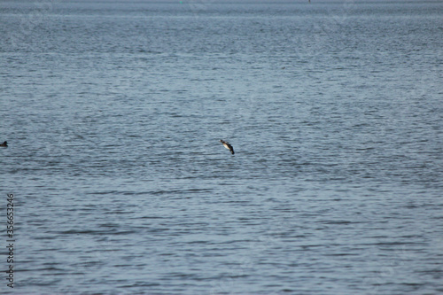 Scaup Duck