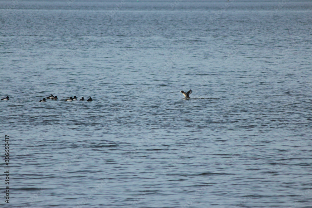 Scaup Duck