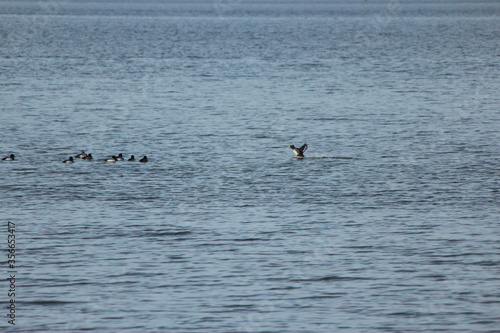 Scaup Duck