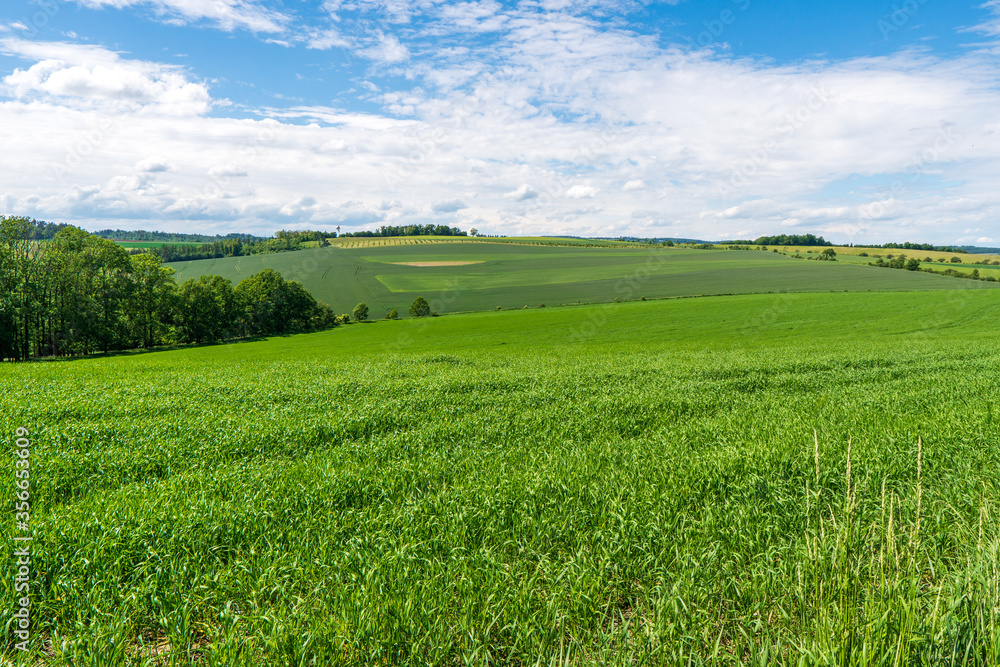 Obraz premium Green wheat field on blue sky background