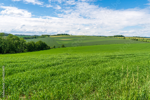 Green wheat field on blue sky background