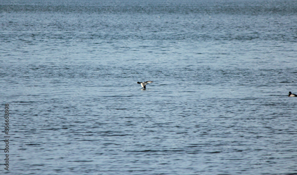 Scaup Duck